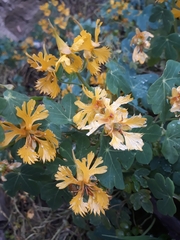 Tropaeolum seemannii