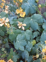Tropaeolum seemannii
