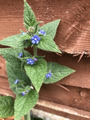 Pentaglottis sempervirens