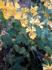 Tropaeolum seemannii