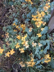 Tropaeolum seemannii
