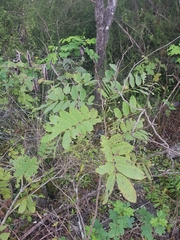 Senna pistaciifolia