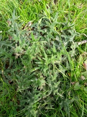 Cirsium vulgare