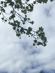 Platanus × hispanica