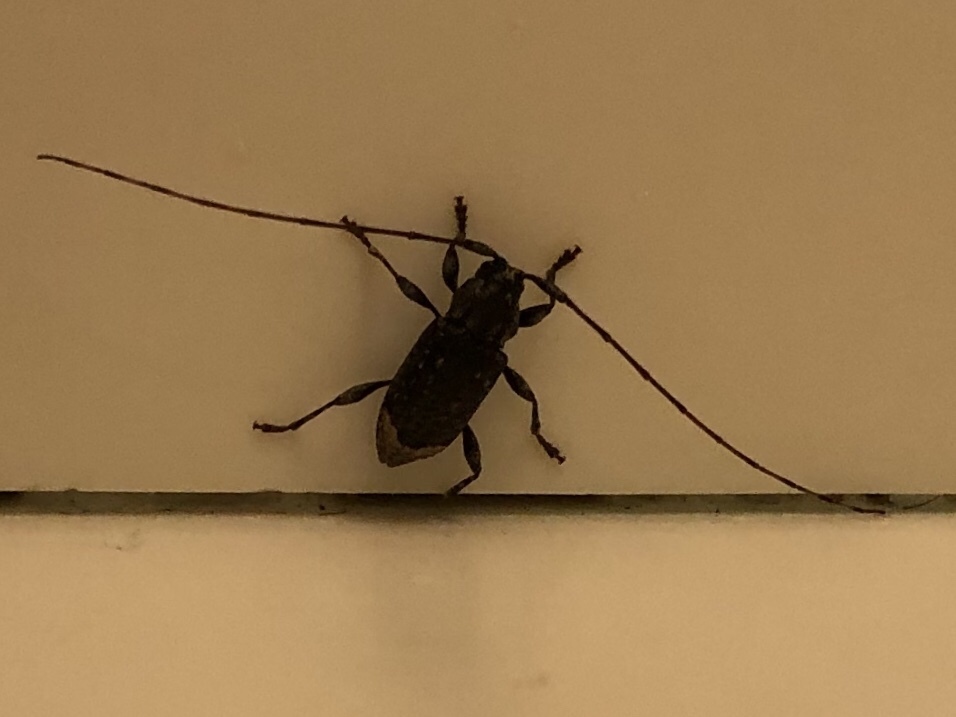 Styloleptus scurra
