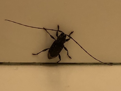 Styloleptus scurra · iNaturalist