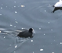 Fulica atra
