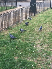 Columba livia domestica