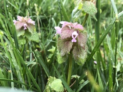 Lamium purpureum