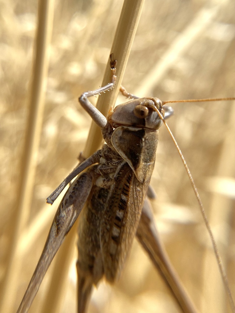 Xyrdectes fuscescens