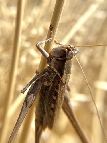 Xyrdectes fuscescens