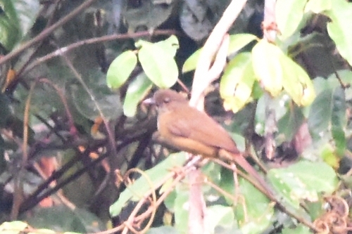 iNaturalist image