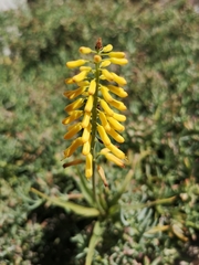 Aloiampelos striatula