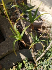 Aloiampelos striatula