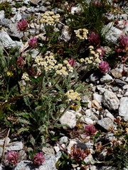 Achillea nana