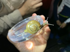 Macrochlamys hippocastaneum