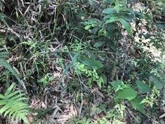 Scleria terrestris