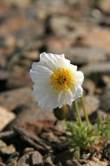 Papaver mcconnellii