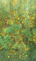 Forsythia suspensa