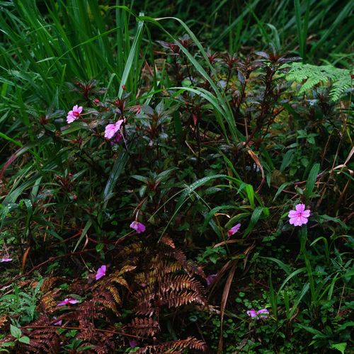 Image of Impatiens hawkeri by (c) Bill Levine, some rights reserved (CC BY)