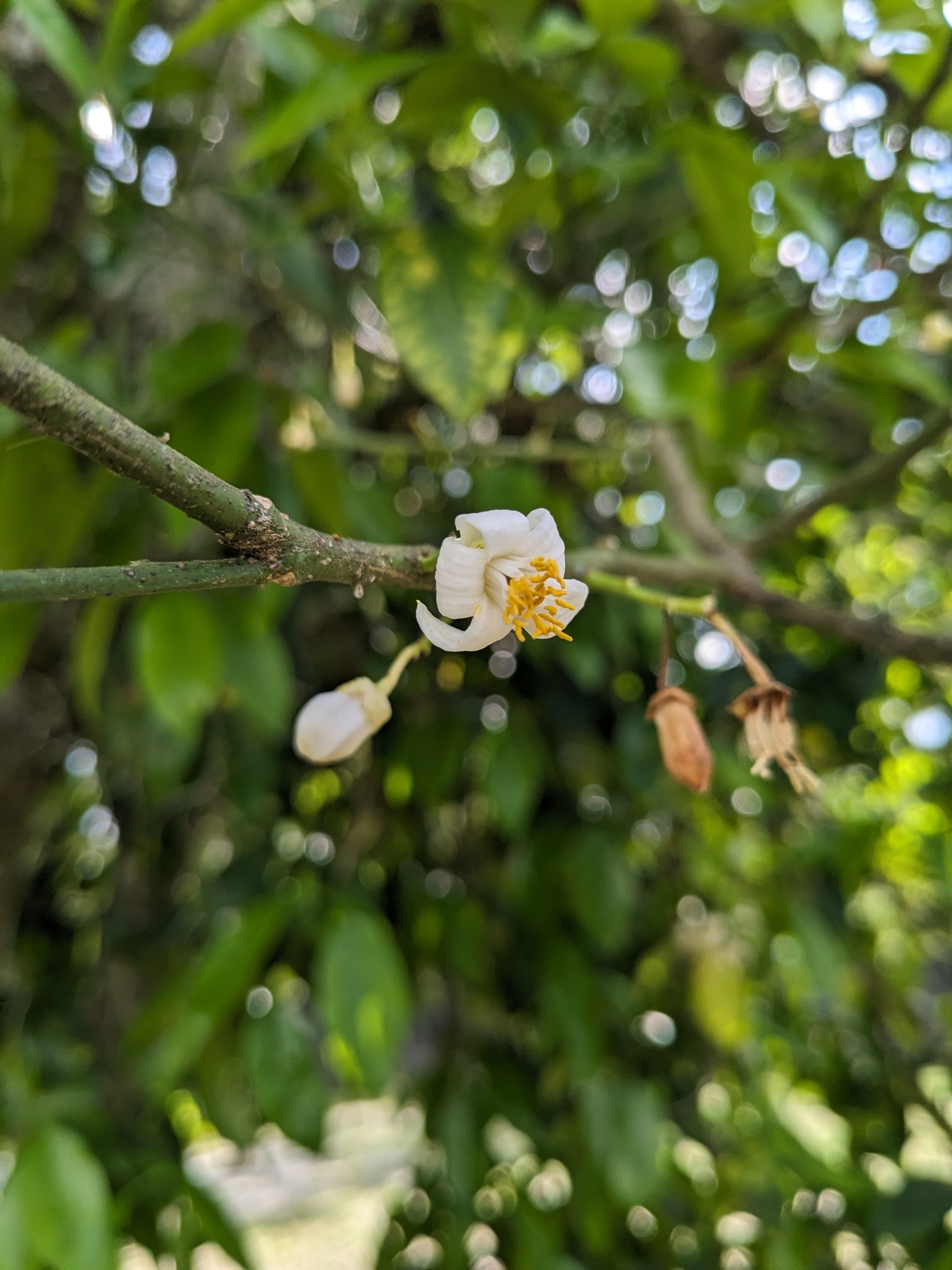 Imagem de Pomelo