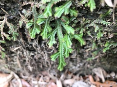 Selaginella repanda