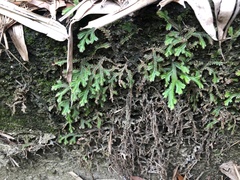 Selaginella repanda