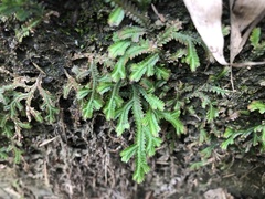 Selaginella repanda