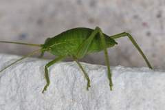 Paracyrtophyllus robustus