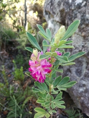 Indigofera cytisoides