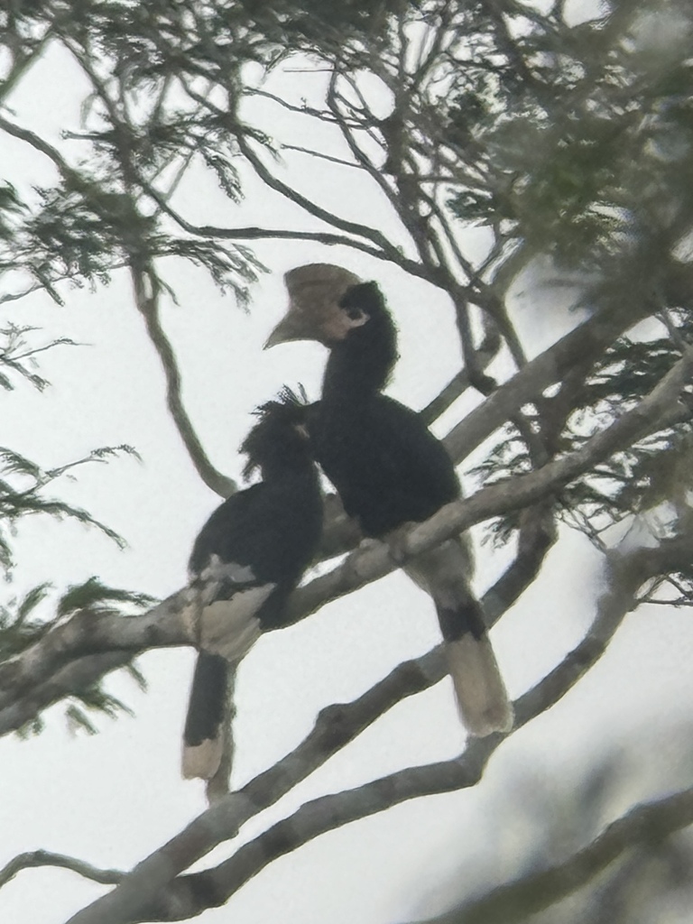 Brown-Cheeked Hornbill