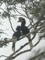 Brown-Cheeked Hornbill photo 1