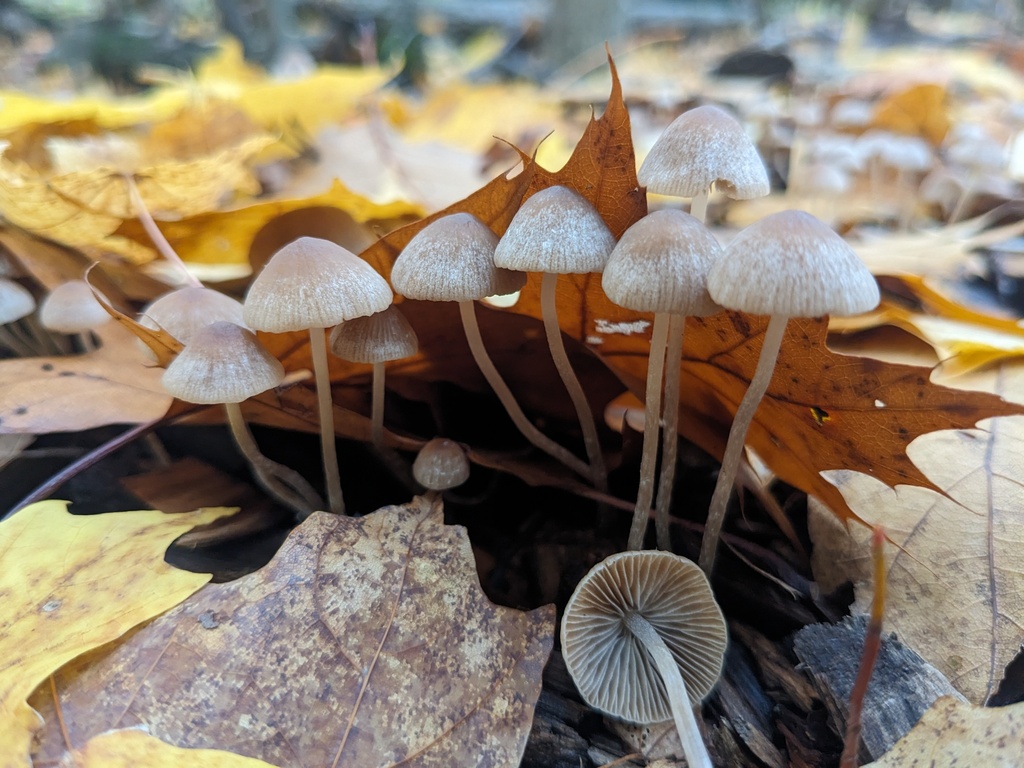 Psathyrella sublatispora