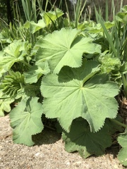 Alchemilla mollis
