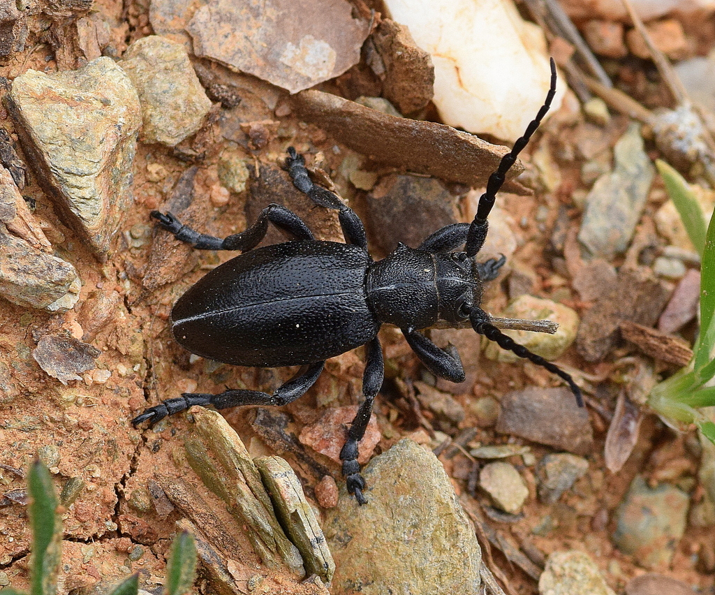 Dorcadion etruscum