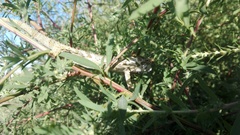 Bradypodion ventrale