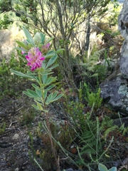 Indigofera cytisoides