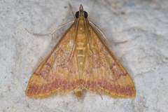 Pyrausta onythesalis