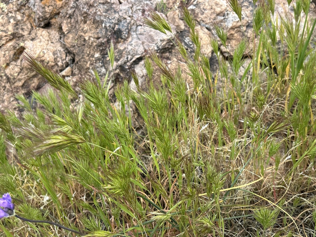 Red Brome from Cave Creek, AZ, US on March 8, 2024 at 01:17 PM by Eric ...