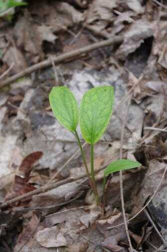 Petit Arum 3
