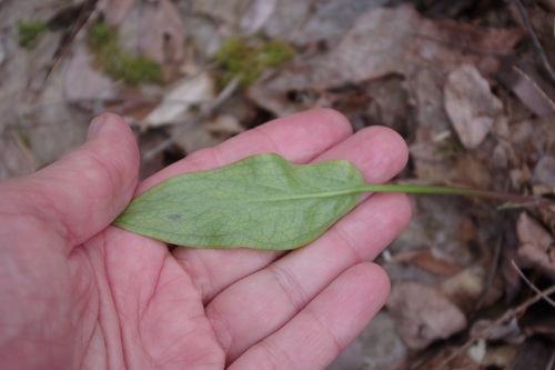 Petit Arum 4
