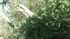 Bradypodion ventrale
