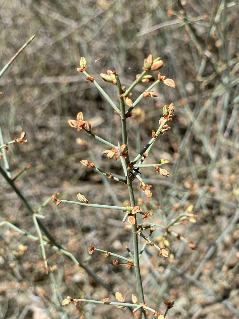 Duma from Toulby Rd, Jobs Gate, QLD, AU on March 15, 2024 at 1236 PM