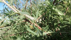 Bradypodion ventrale