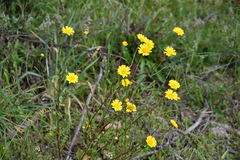 Coleostephus myconis