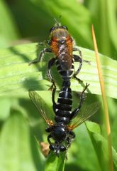 Laxenecera albicincta