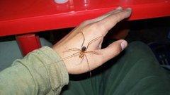 Stygnopsis