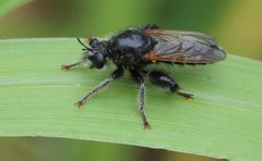 Laxenecera albicincta