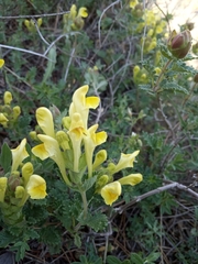 Scutellaria orientalis