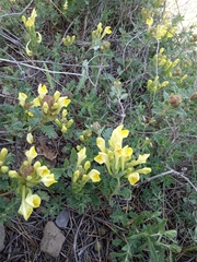 Scutellaria orientalis